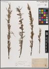 Foto von Salix eleagnos subsp. angustifolia (Cariot) Rech. f.